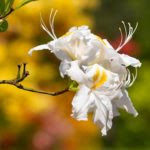 ツツジの花がら摘みのやり方とは 植物navi