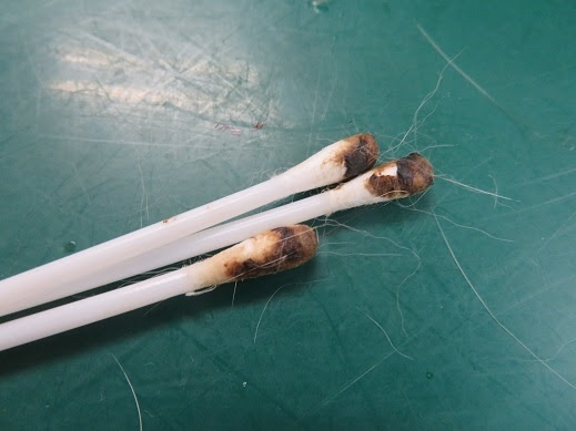 猫の耳垢が黒い