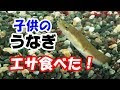 [ベスト] うなぎ 飼育 餌 207639