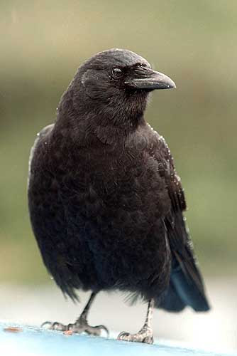 <br />free downloading videos of animal crow pictures