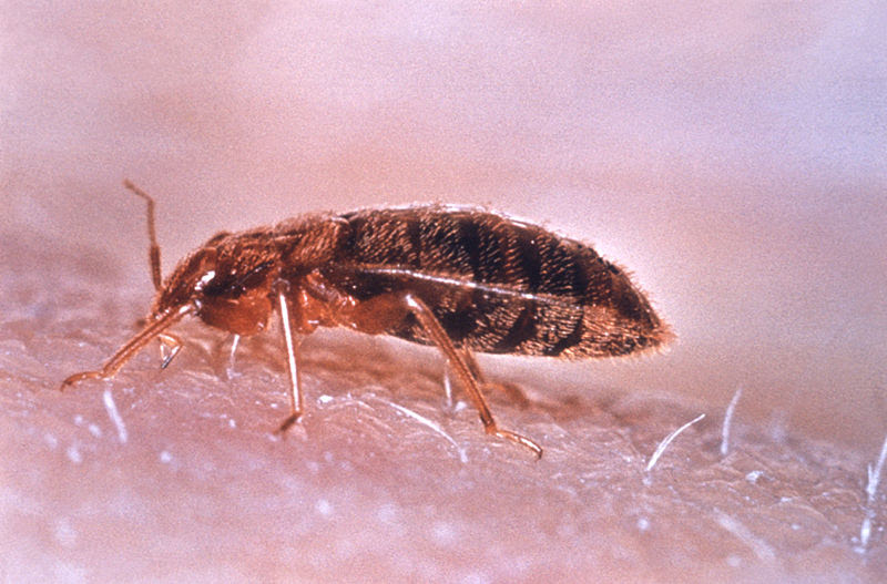 How to Kill Bed Bugs With Steam | eHow UK