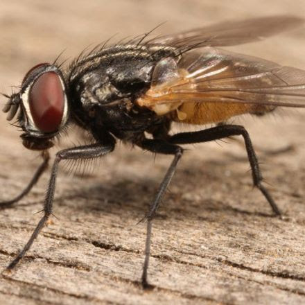 Should I throw away food once a fly has landed on it?