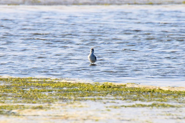 雲嘉南濱海悠遊賞鳥行