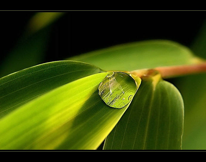 raindrop leaf