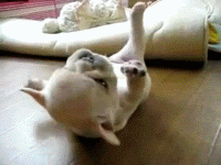 french bulldog puppy rolling GIF 4