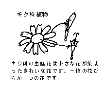 キク科花粉症