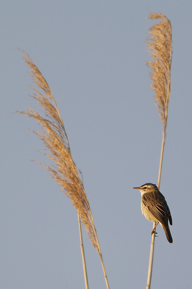 wildlife photos