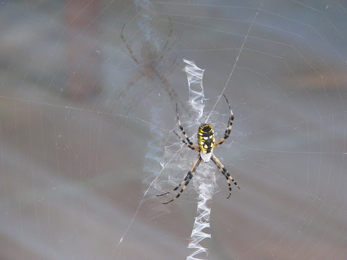 Garden spider