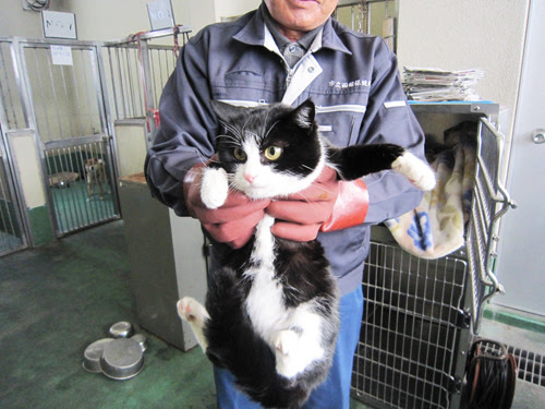 函館保健所収容の犬猫たち・・・: しっぽレポート