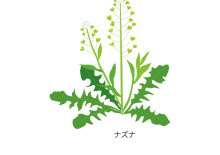 4年理科 なずな なのはな ドラッコ中学受験 偏差値40からの挑戦 その後