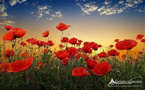 E' una bellissima usanza anche per le donne regalare fiori ad un uomo, che di certo ne sarà contento. Frasi, citazioni e aforismi sui papaveri - Aforisticamente