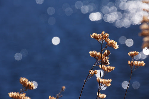 lake bokeh
