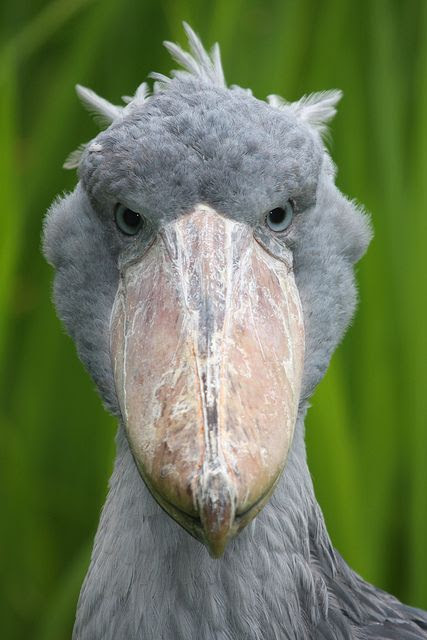 Shoebill by bayucca (Balaeniceps rex) also known as Whalehead or Shoe-billed Stork, is a very large stork-like bird. It derives its name from its massive shoe-shaped bill. en.wikipedia.org/... #Bird #Shoebill