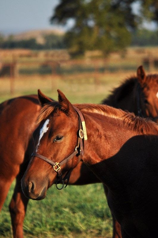 High Brow Cat x Little Buchedu Filly - Carol Ward Cutting ...