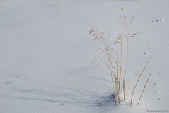 foto filostre de fen