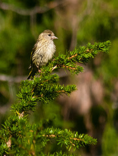 Pine
Siskin