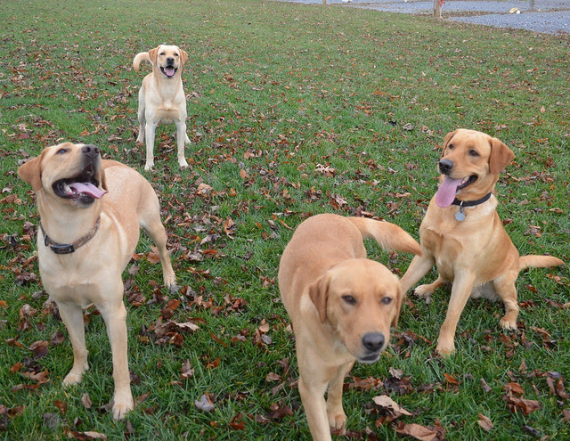 pouncey, harley, jake, duke