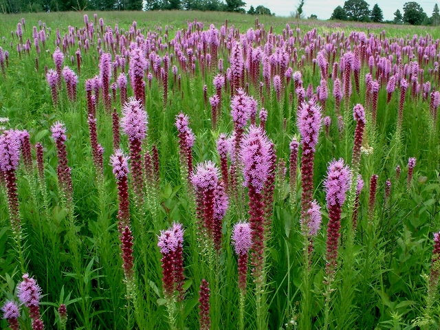 Tropical Grassland Animals And Plants