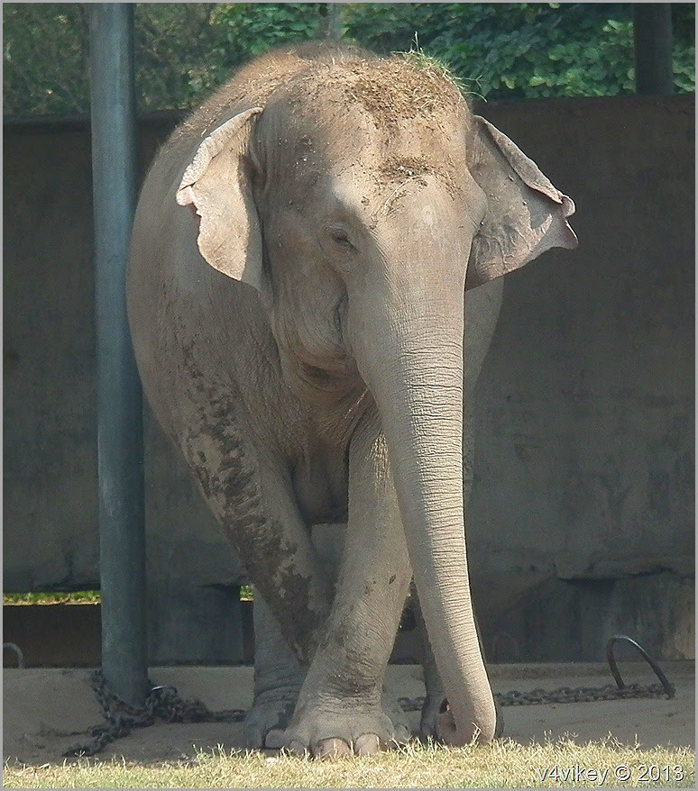 Asian Elephant