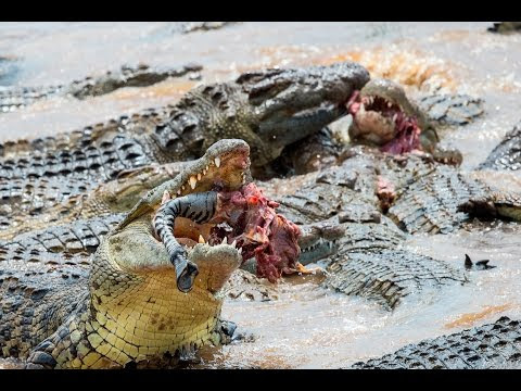 HIPPOS EAT ZEBRA & CROC FEEDING FRENZY: part 2