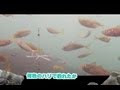 コノシロ サビキ 針 179109-コノシロ サビキ 針