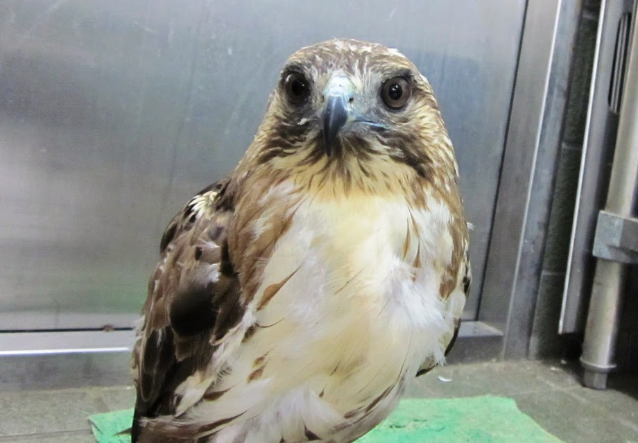 この鳥なーに 珍しい鳥のご紹介です