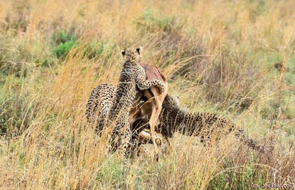 Màn đi săn tập thể quá ngoạn mục của gia đình báo đốm