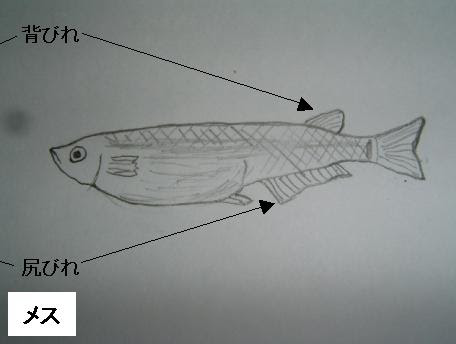メダカのオス と メス の見分け方 楽しいメダカ飼育生活 メダカ飼育方法 青メダカ 白メダカ 光メダカ ダルマメダカ メダカの飼い方 メダカ 達人 メダカの産卵