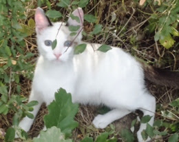 Chat D Oc Accueil