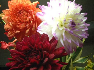 ダリアの花言葉 花言葉事典