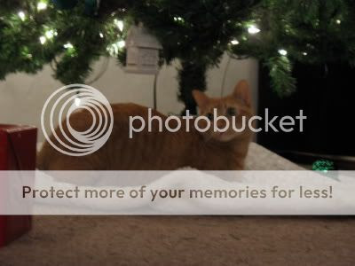 Image hosting by Photobucket