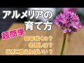 [コンプリート！] アルメリア 花束 126198-アルメリア 花束