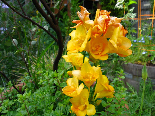 Freesia