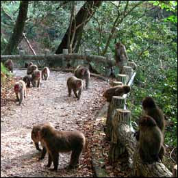 箕面公園
