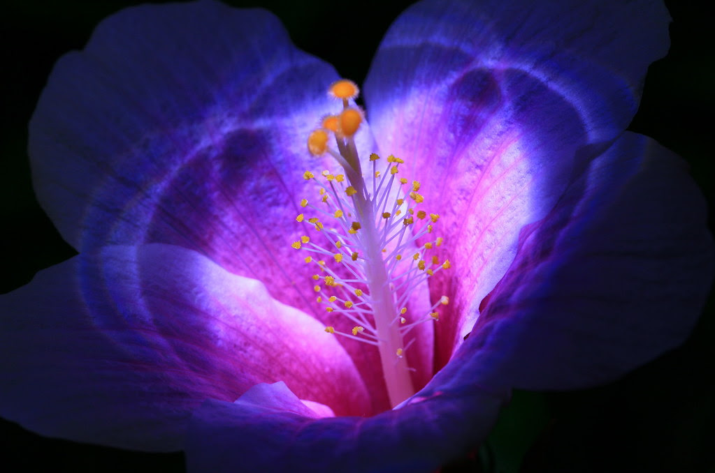 FLOWERS THAT BLOOM AT NIGHT | FLOWERS THAT BLOOM AT NIGHT