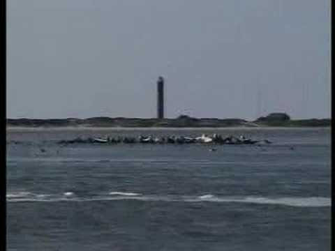 Sakhalin: Extraction or Extinction - Russia