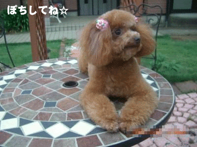 09年10月 トイプーももとナナとココのきもち