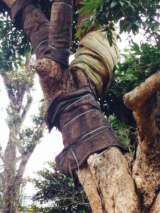 Với nghề này, kỹ thuật chăm sóc cây đúng sẽ giúp cây sống sót