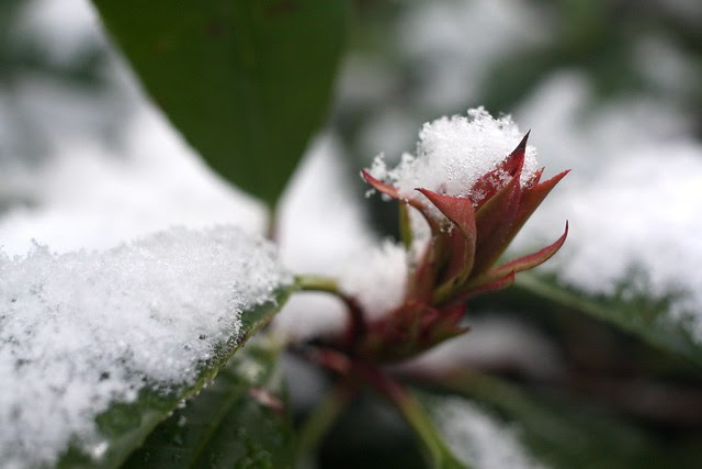 snow, february 2011