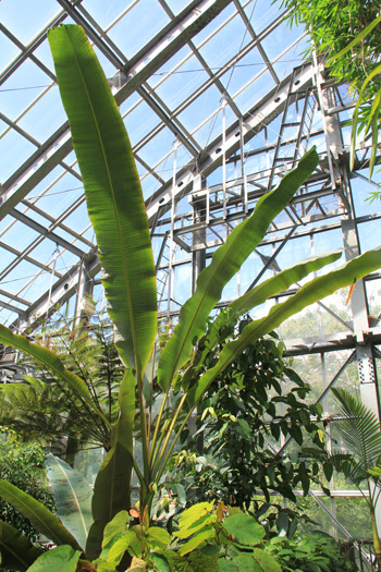 筑波実験植物園 ラフレシア展示等 茨城県 テン３の旅行 探検blog