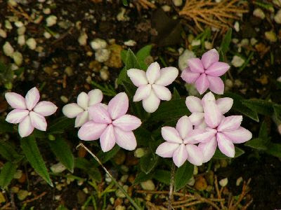 驚くばかり春 植える 花 美しい花の画像
