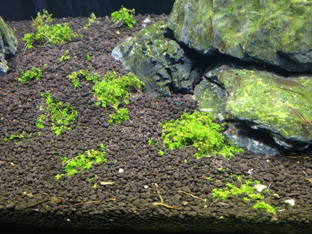 キューバパールグラス水槽の経過報告 ソイルで隠れていた成長具合 キューバパールグラス