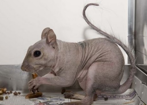 These 13 Animals Without Fur Look Totally Different. The Raccoon Blew