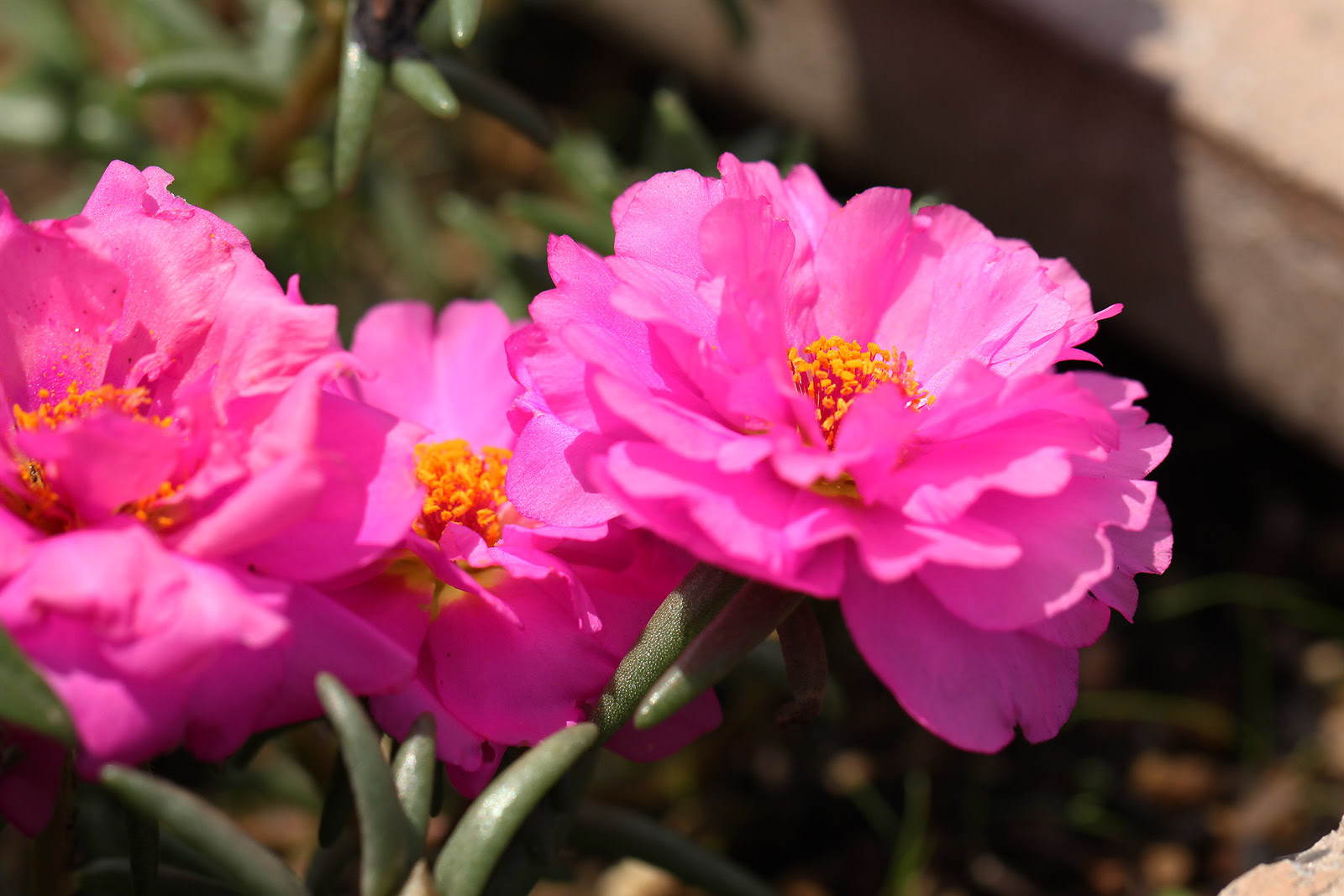 お花の写真集 マツバボタン 松葉牡丹