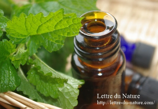 レモンバームで簡単虫除けスプレーの作り方 精油は蚊や虫に効果あり Lettre Du Nature