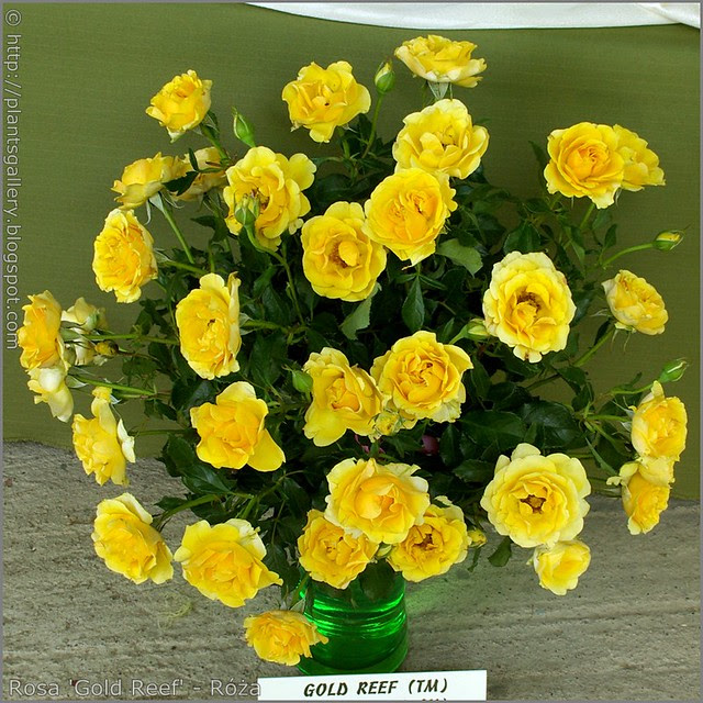 Rosa 'Gold Reef' - Róża