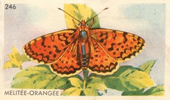 papillon 01