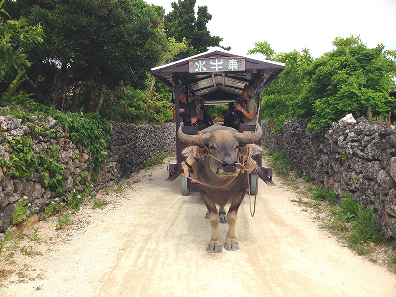 竹富島 水牛車でまわる竹富島 旅の履歴書 南西紀行
