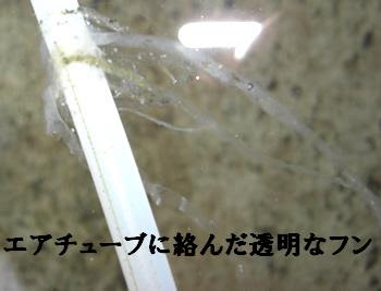 ランチュウ 金魚の病気 消化不良 腸炎