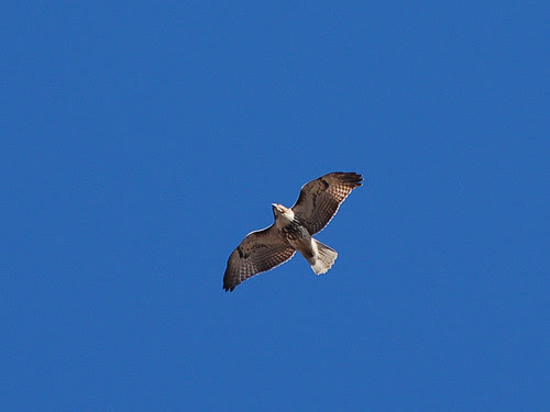 Red-Tail over Morningside Park